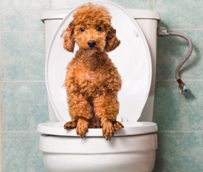 トイプードルがトイレを覚えないのはわざとなの？犬のトイレの失敗対処法 といぷのきもち